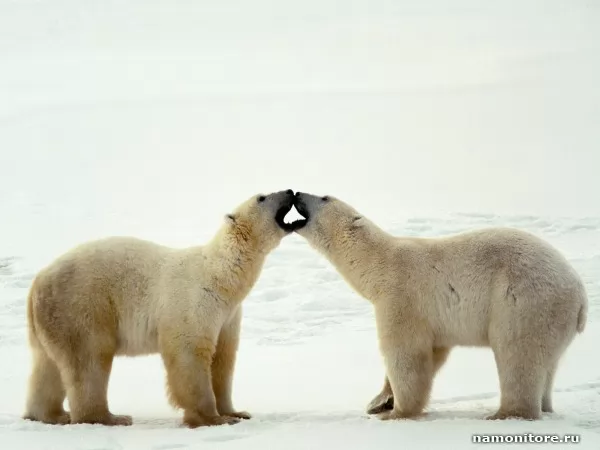 Polar bears, Wild