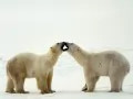 open picture: «Polar bears»