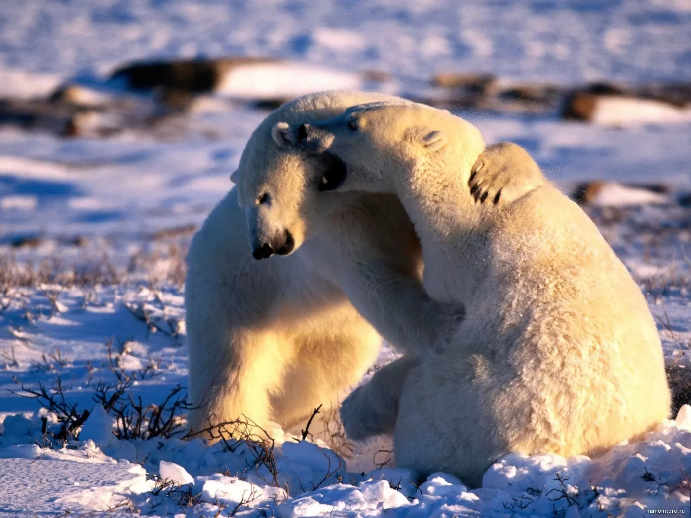 Polar bears, animals, bears, lilac, white, winter x