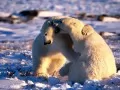 open picture: «Polar bears»