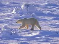 open picture: «Polar bear»