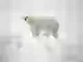 Polar bear