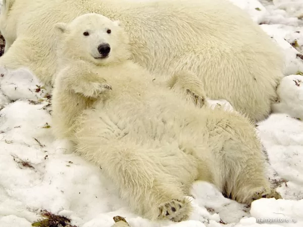 Polar bear, Wild