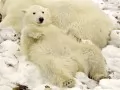 open picture: «Polar bear»