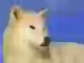 Polar wolf