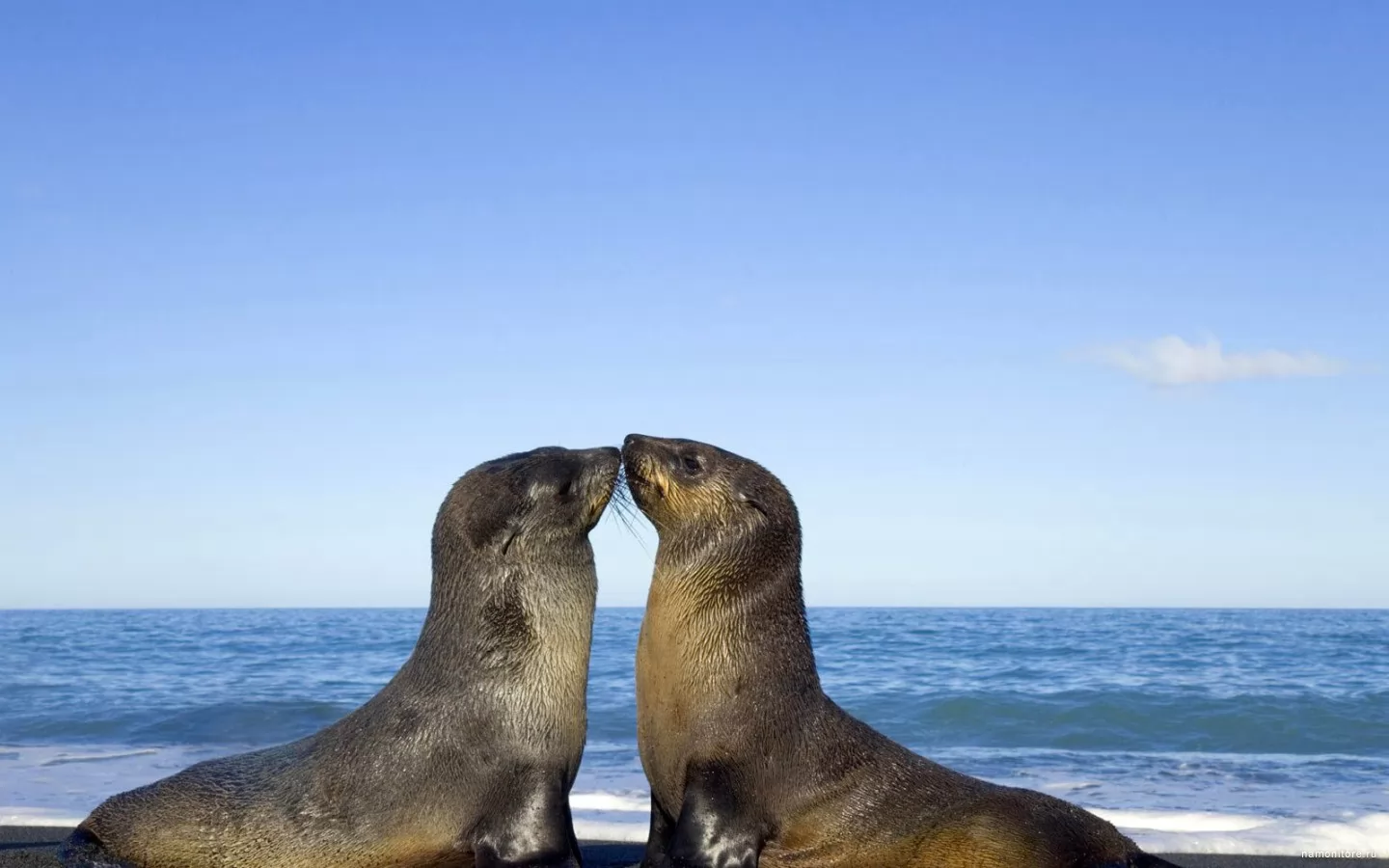 Поцелуй, влюбленные пары, животные, любовь, синее, тюлени х