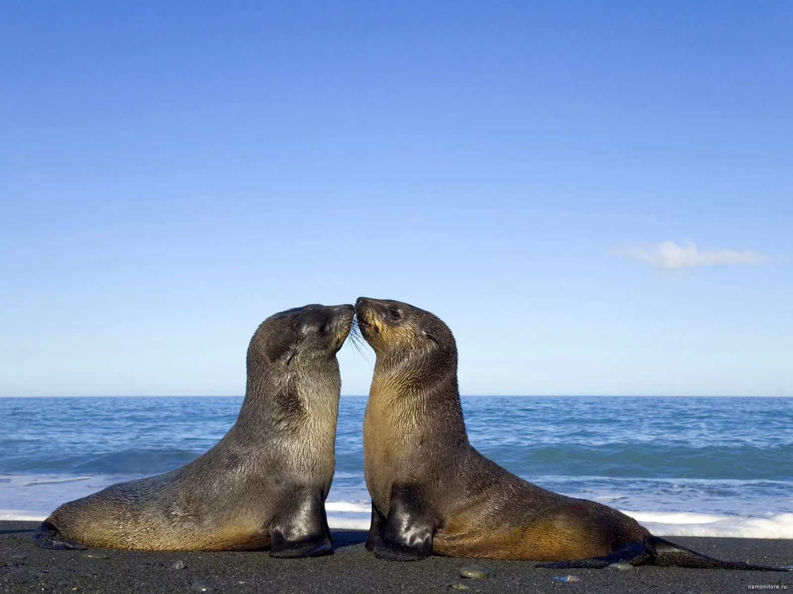 Поцелуй, влюбленные пары, животные, любовь, синее, тюлени х
