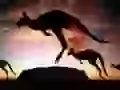 Jumping kangaroos