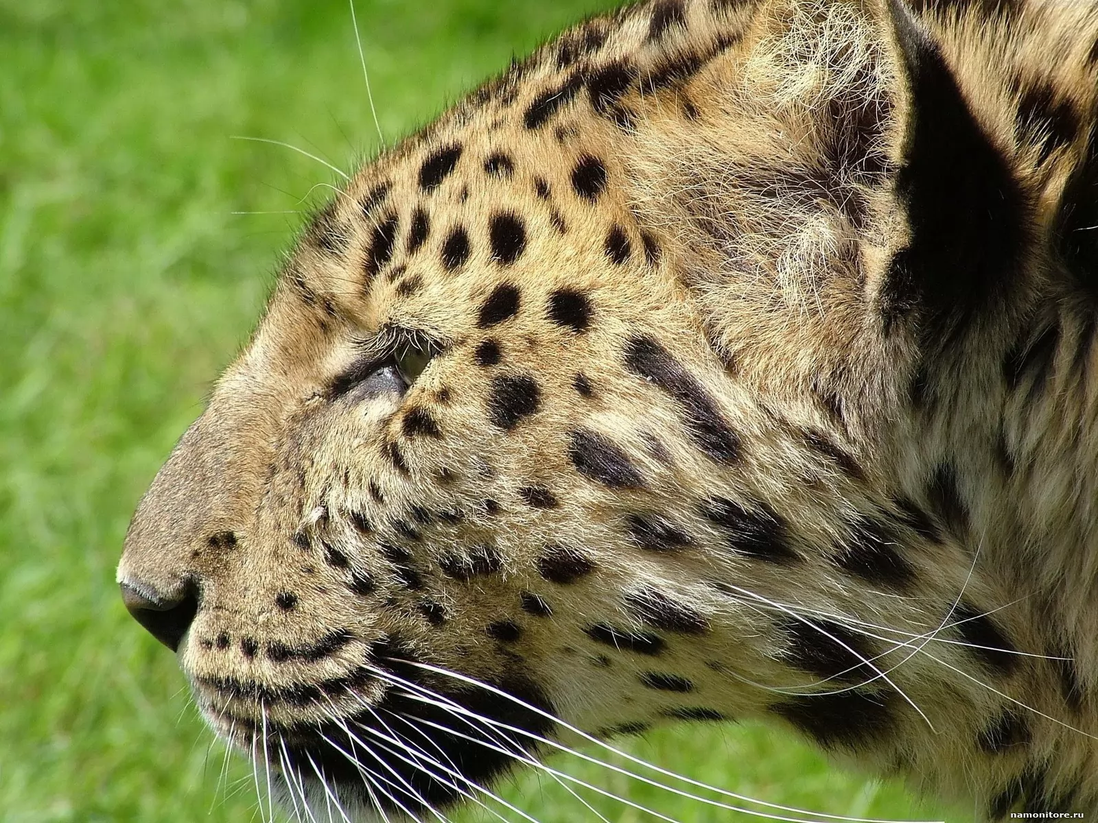 Животные 2. Животные Липецкая области бурый леопард. Животное 2. Brown Leopard.