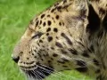 current picture: Profile 2