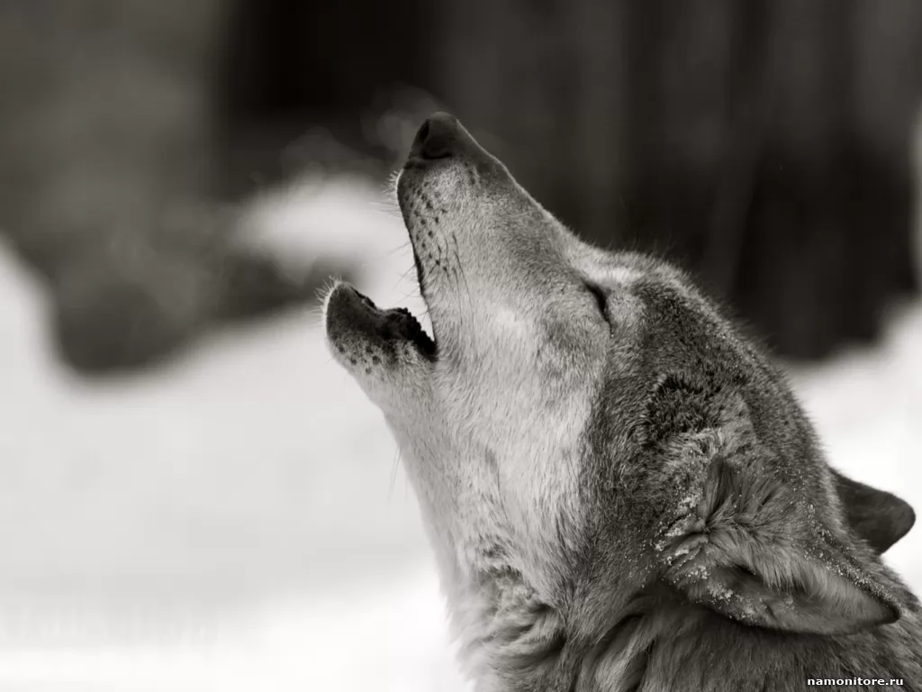 Lingering howl, animals, best, wolves x