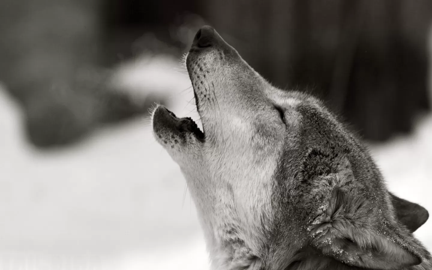 Lingering howl, animals, best, wolves x