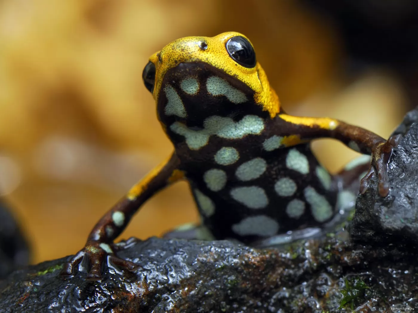 Spotty frog, amphibious, frogs, yellow x