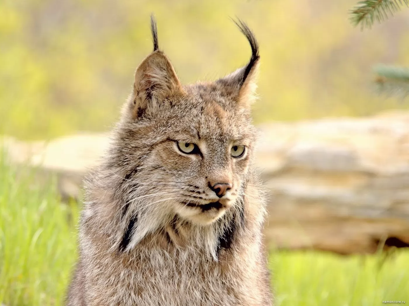 Фотографии рыси. Гималайская Рысь. Lynx Рысь. Рысь - Lynx Lynx (Linnaeus, 1758). Рысь длинношерстная.
