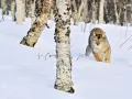 open picture: «Lynx in winter wood»