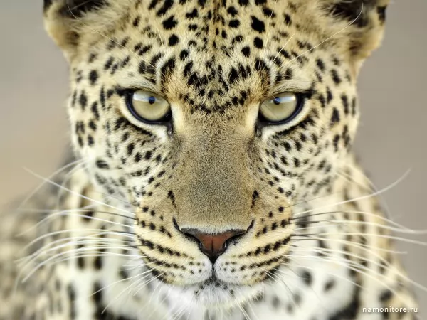 Female of a leopard, Wild