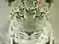 Female of a leopard