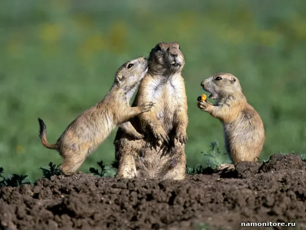 Family of rodents, Wild