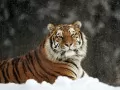 current picture: «Siberian tiger»