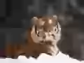 Siberian tiger