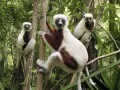 open picture: «Sifaka»