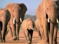 open picture: «Elephants»