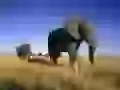 Elephant cow