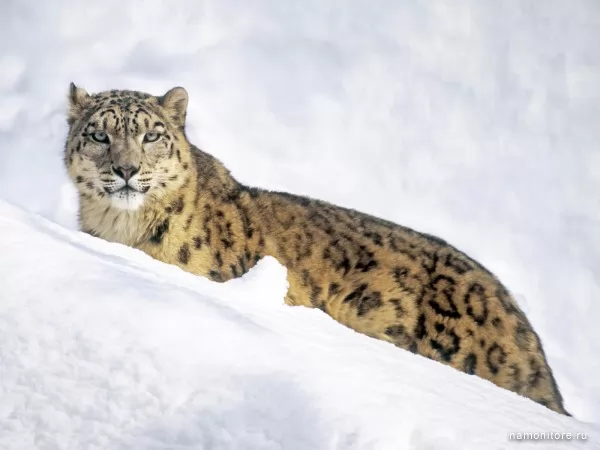 Snow leopard, Wild