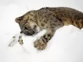 open picture: «Snow leopard»