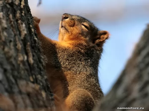 Sleeping squirrel, Wild