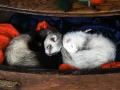 open picture: «Sleeping polecats»