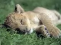 open picture: «Sleeping young lion»