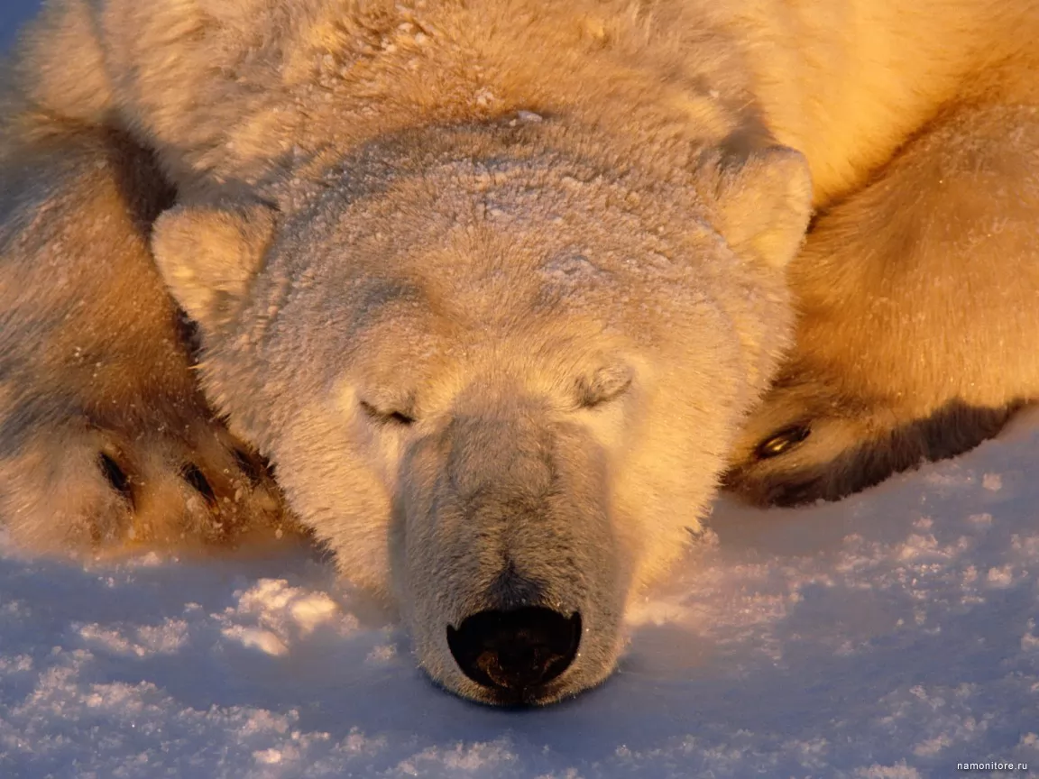 Sleeping bear, animals, bears x
