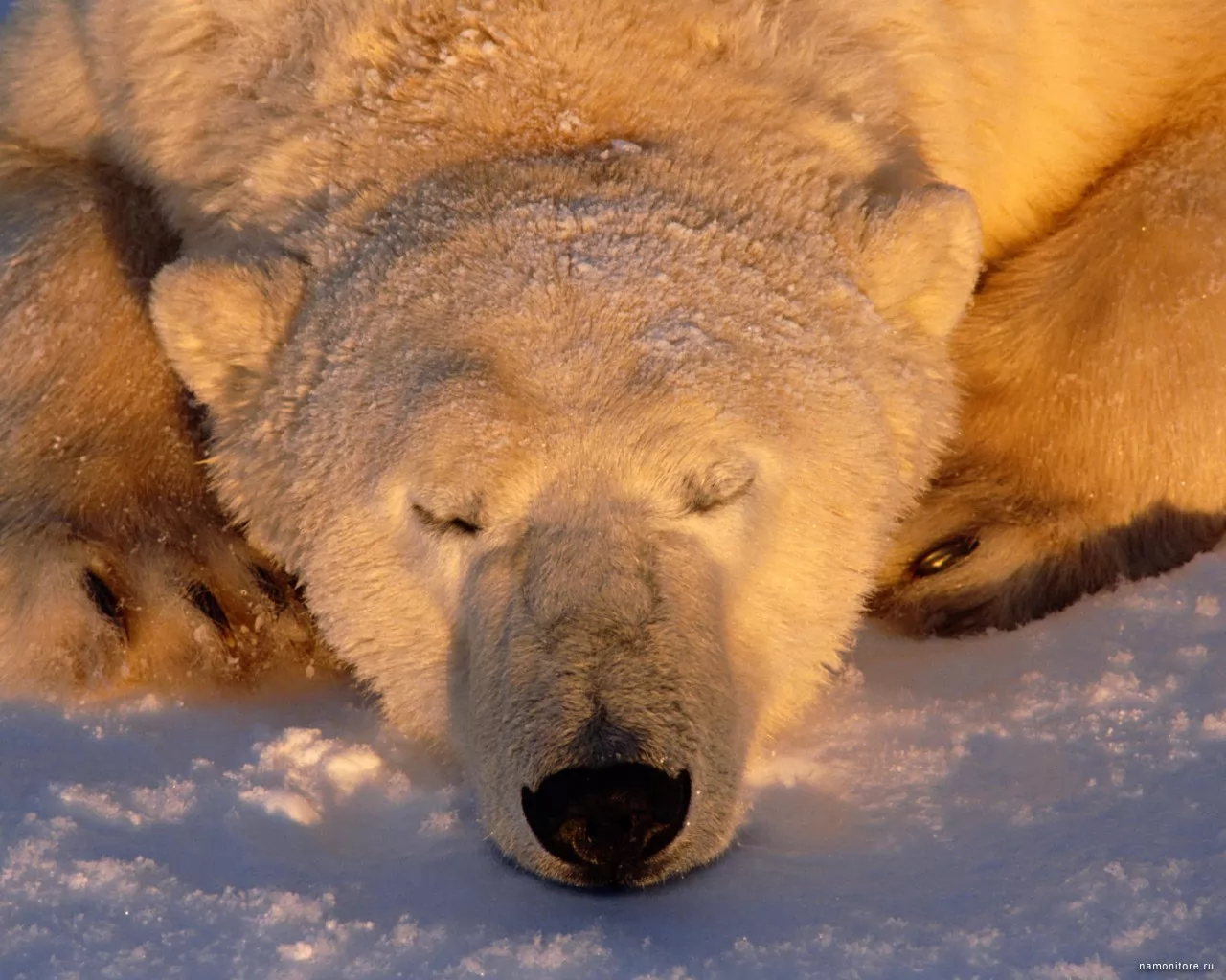 Sleeping bear, animals, bears x