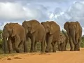 open picture: «Herd of elephants»