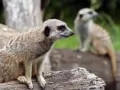 current picture: «Meerkats»