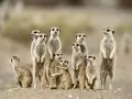 open picture: «Meerkats»