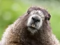 open picture: «Marmot»