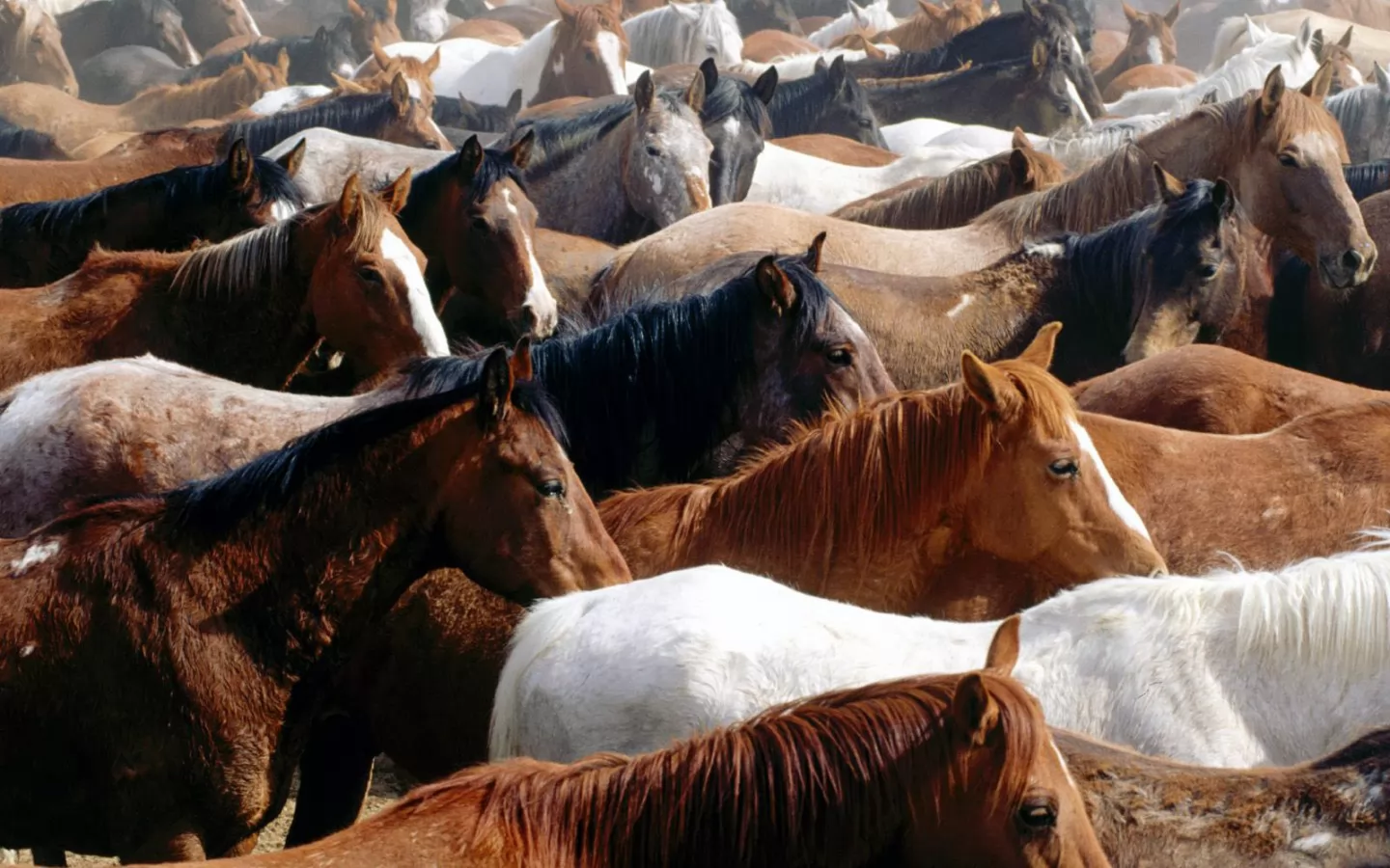 Herd of wild horses, animals, herd, horses x