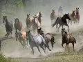 open picture: «Herd of wild horses»