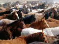 current picture: «Herd of wild horses»