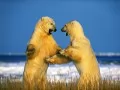 open picture: «Dance of polar bears»