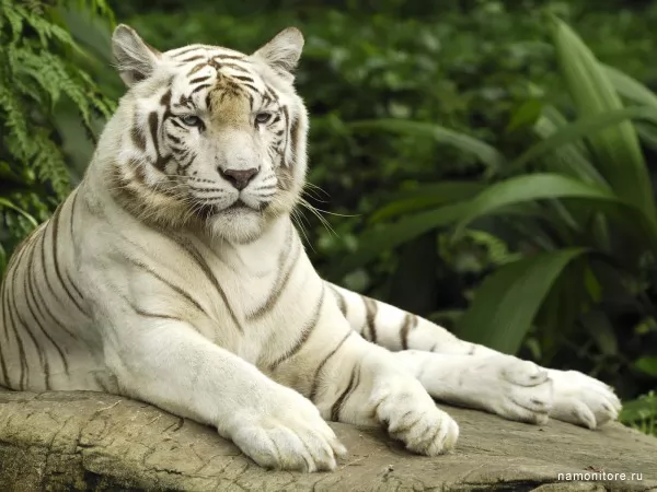 Белый тигр, Дикие