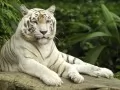 выбранное изображение: «Белый тигр»
