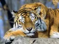 выбранное изображение: «Спящий тигр»
