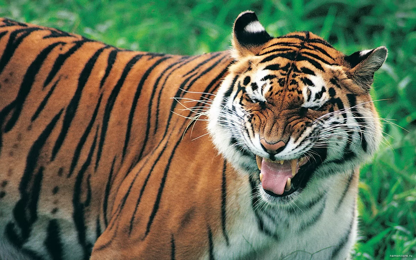 Tiger, animals, brown, cats, tigers x