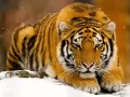 выбранное изображение: «Тигр»