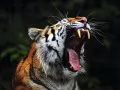open picture: «Tiger»