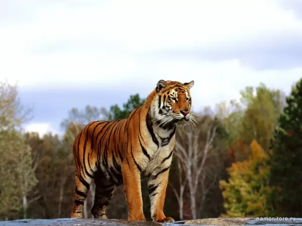 Tiger in the autumn, Wild
