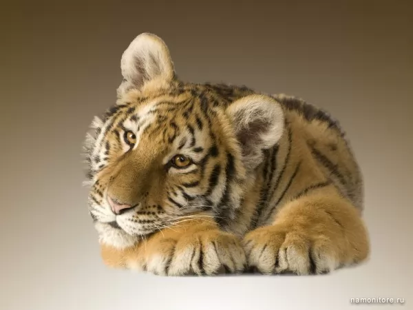 Small tiger, Wild